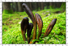 Elaphomyces granulatus